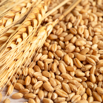 Hydrolyzed Wheat Protein