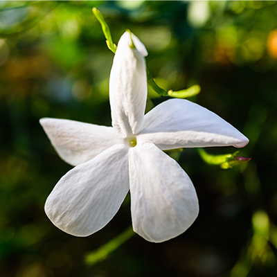 Jasmine Essential Oil