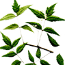 Neem