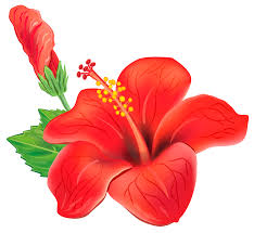 Hibiscus Flower