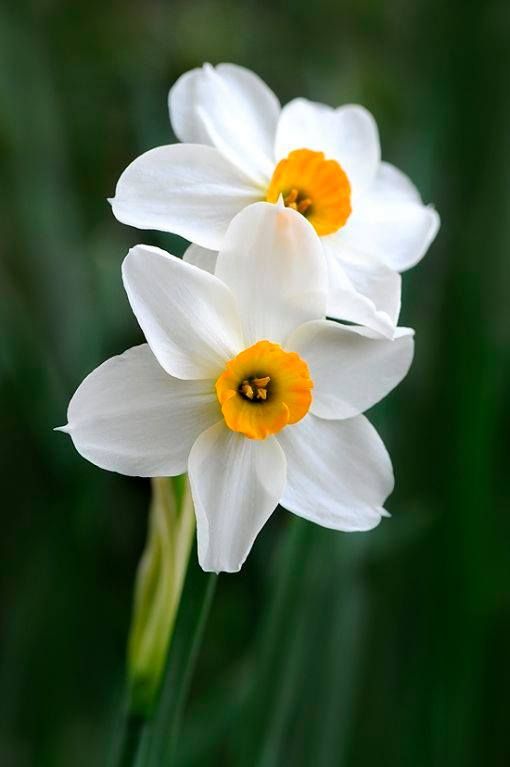 Nargis Floral Water